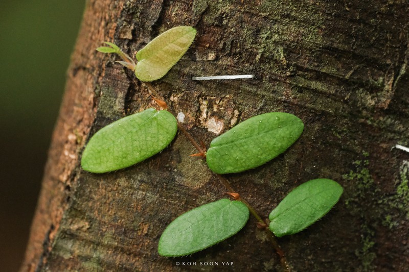 Ficus ruginervia photo 4
