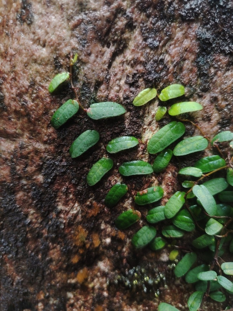 Ficus ruginervia photo 5