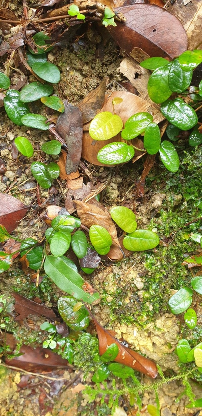 Ficus ruginervia photo 6