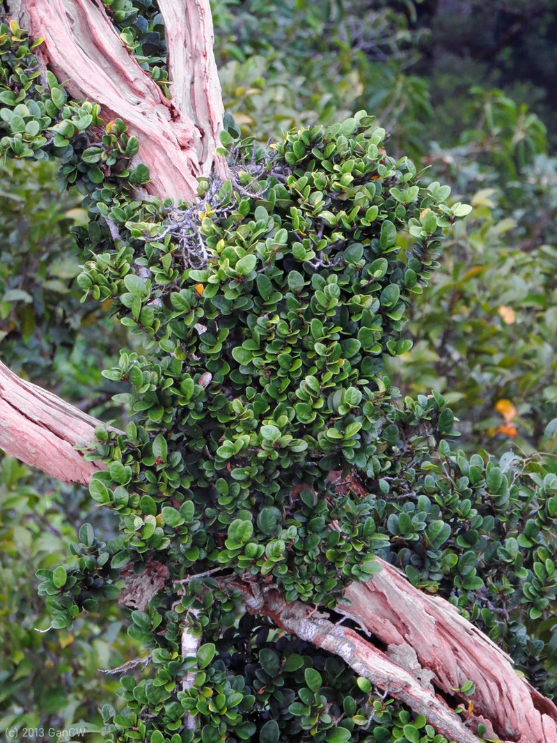 Ficus ruginervia photo 7