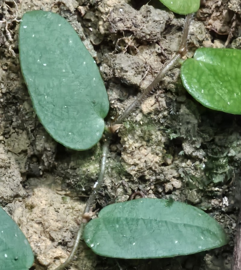 Ficus ruginervia photo 8