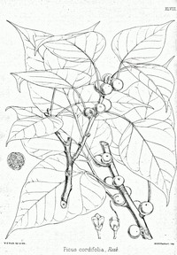 Ficus rumphii