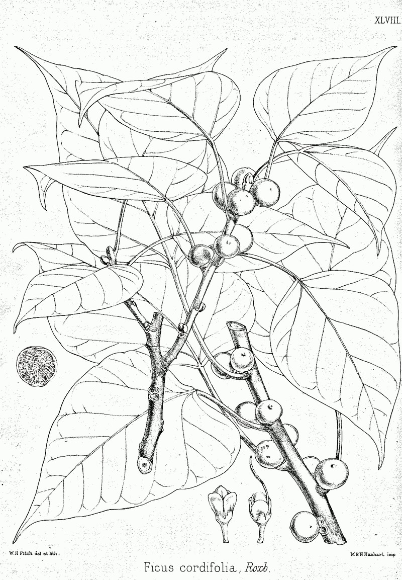 Ficus rumphii