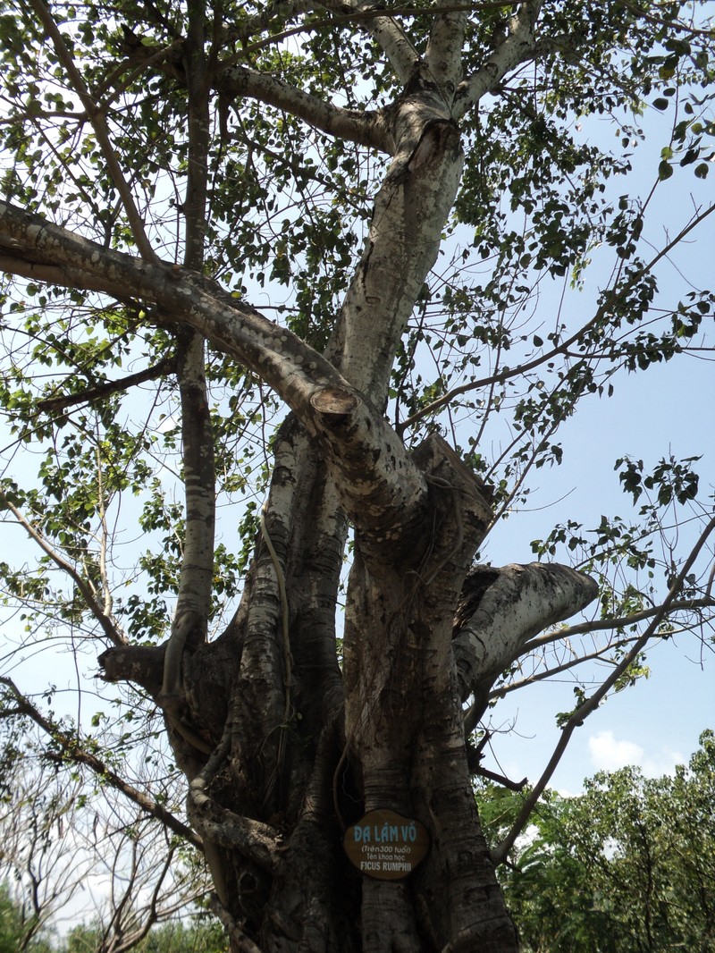 Ficus rumphii photo 2