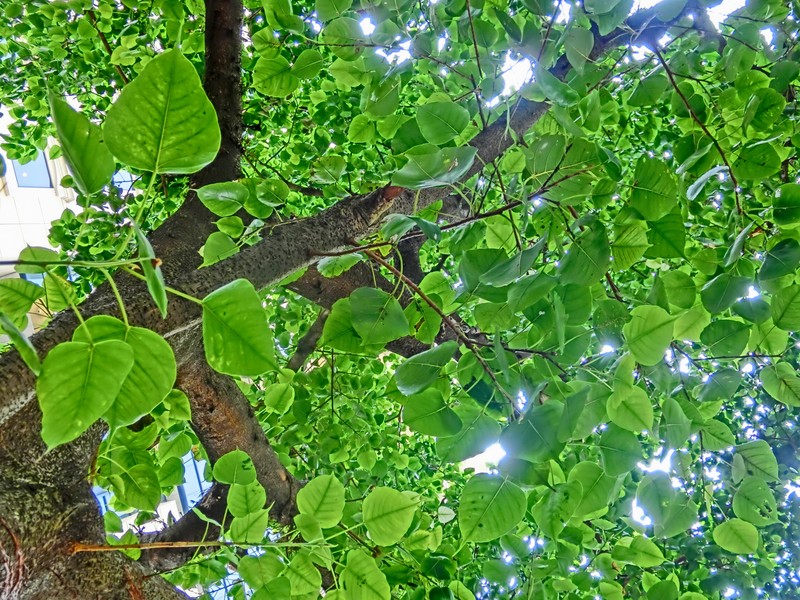 Ficus rumphii photo 3