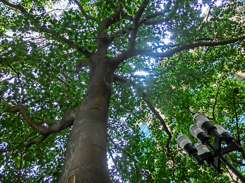 Ficus rumphii photo 4