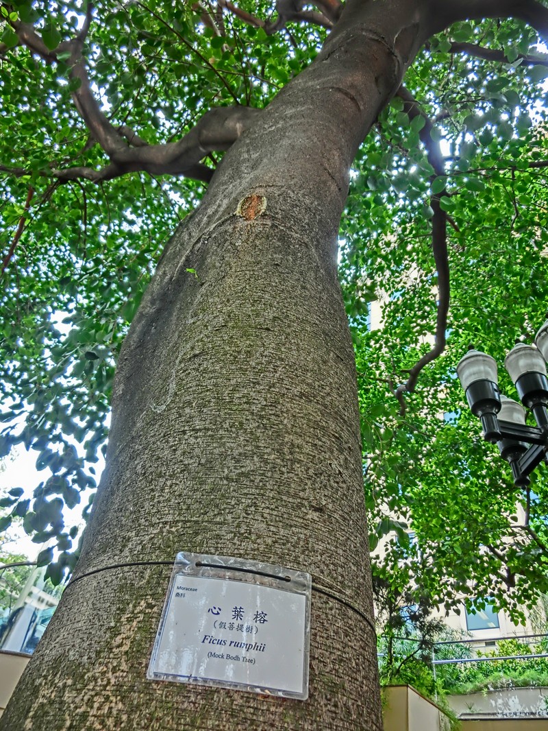 Ficus rumphii photo 5