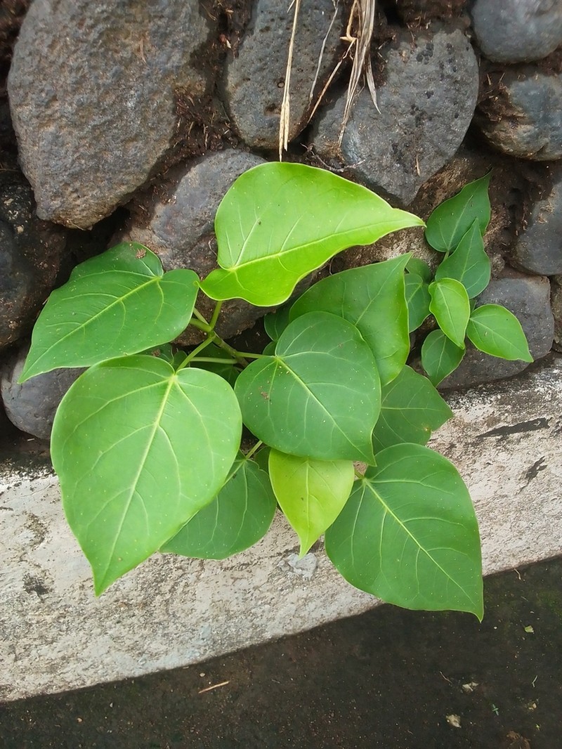 Ficus rumphii photo 6