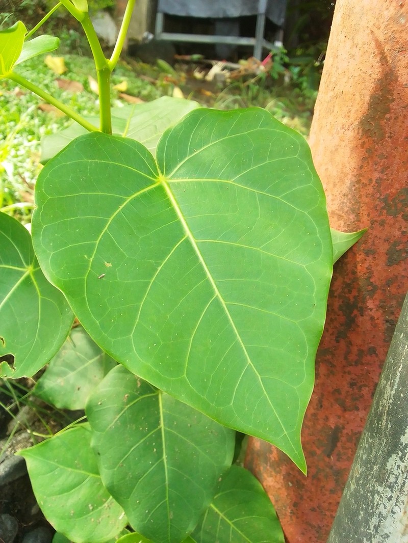 Ficus rumphii photo 7