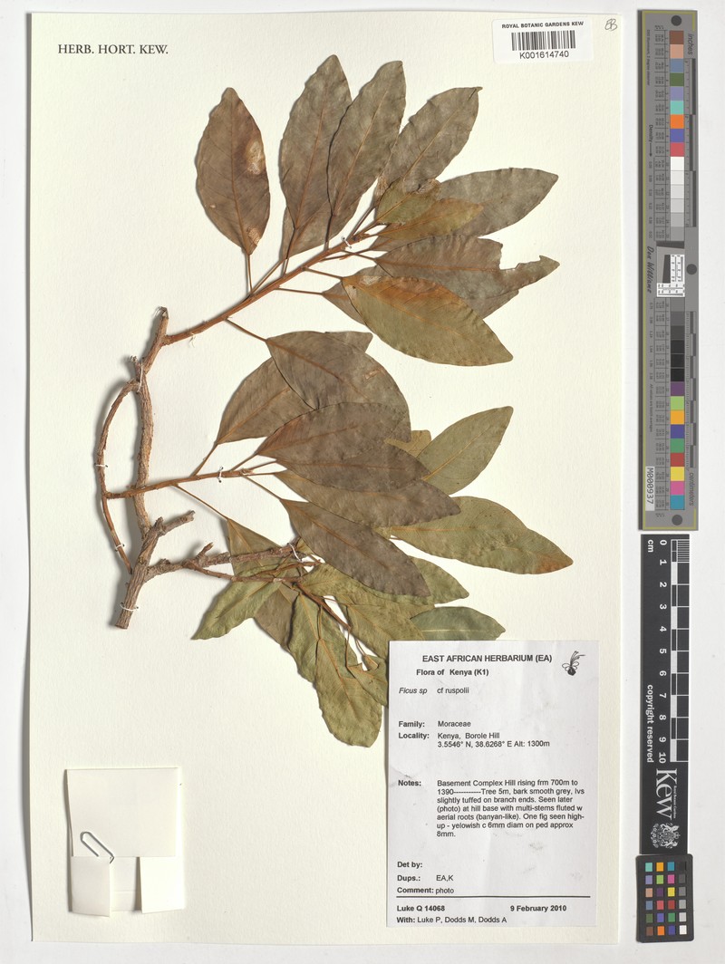 Ficus ruspolii
