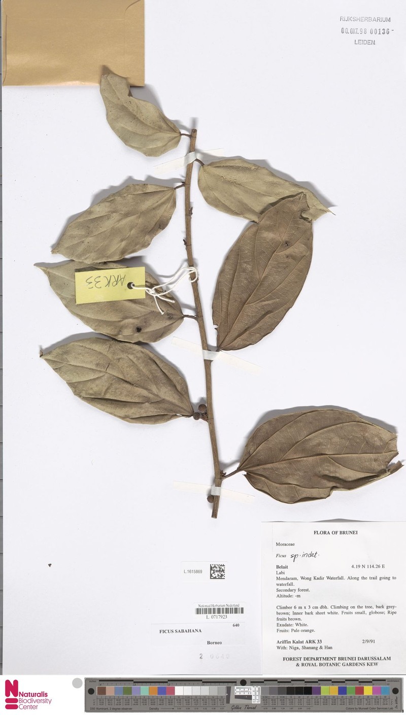 Ficus sabahana