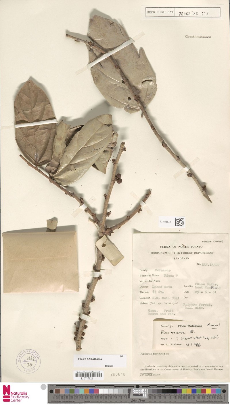 Ficus sabahana photo 2