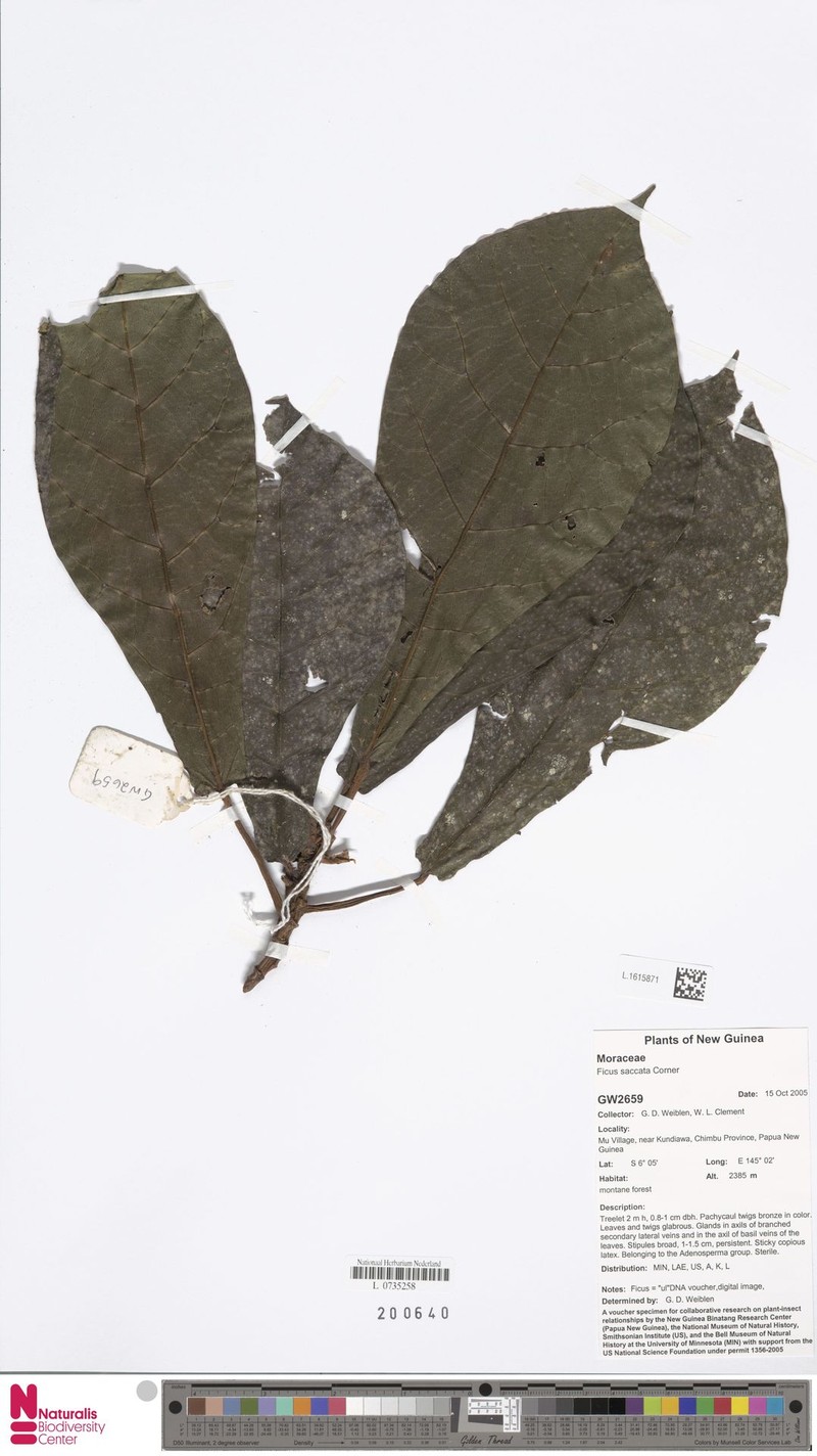 Ficus saccata photo 2
