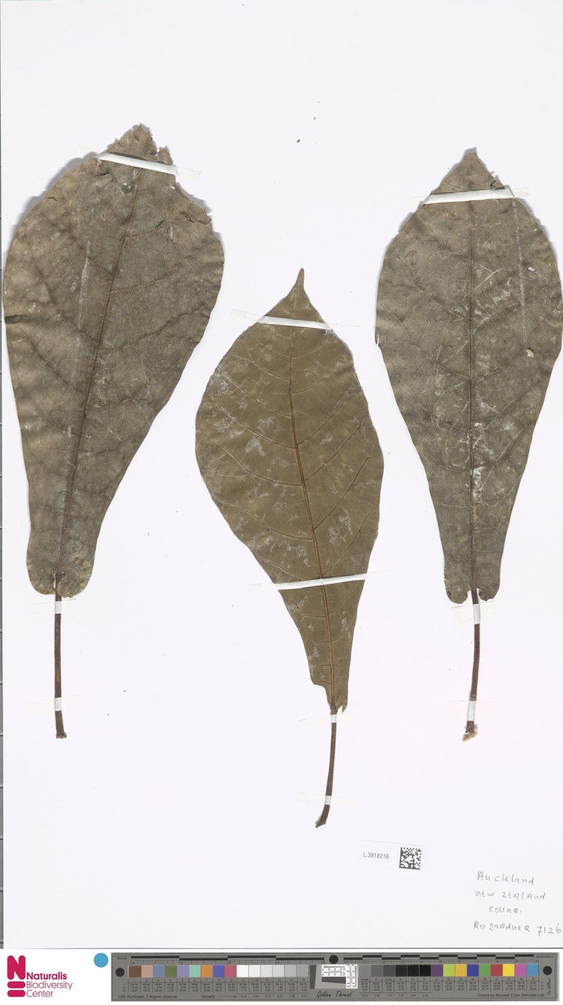 Ficus saccata photo 4