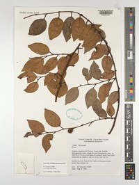 Ficus sageretina