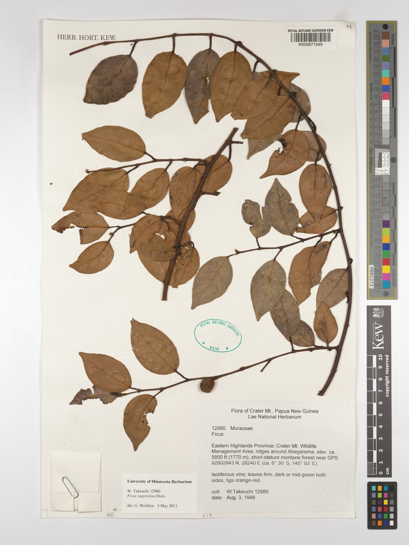 Ficus sageretina