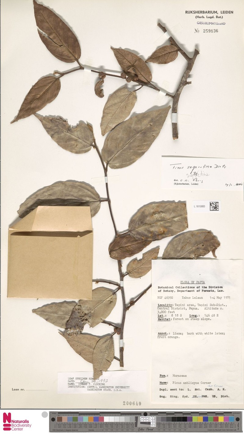 Ficus sageretina photo 2