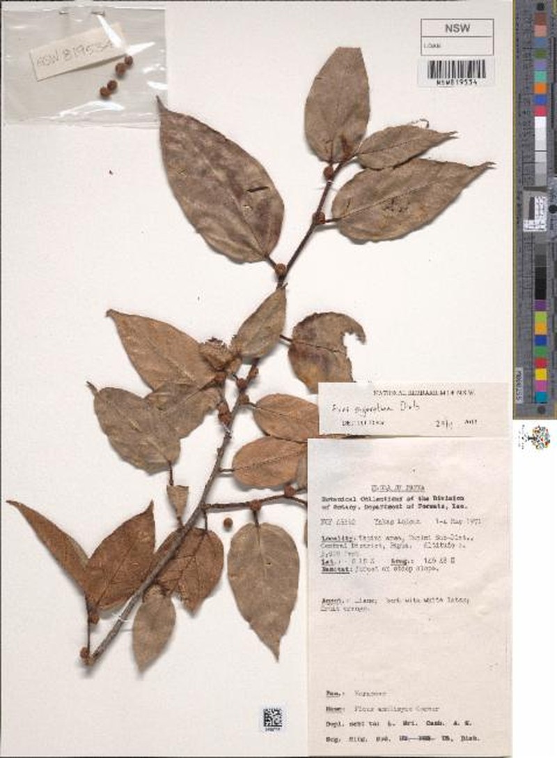 Ficus sageretina photo 3