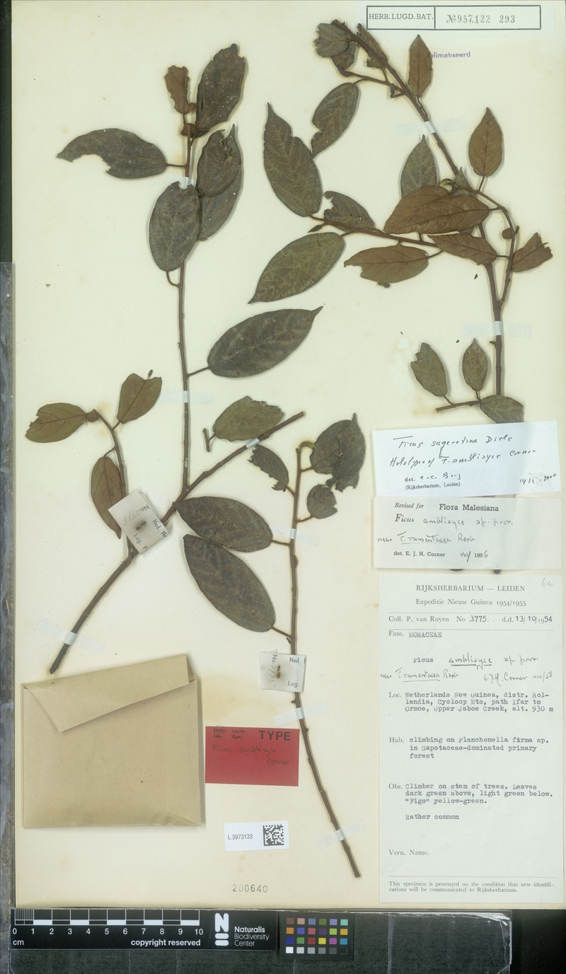 Ficus sageretina photo 4
