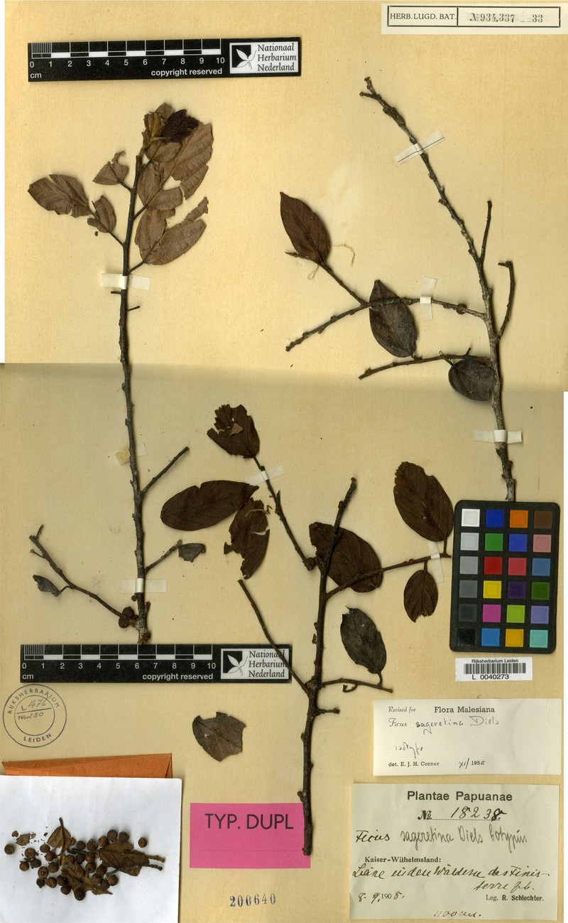 Ficus sageretina photo 5