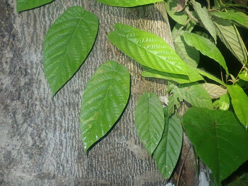 Rooting Fig photo 3