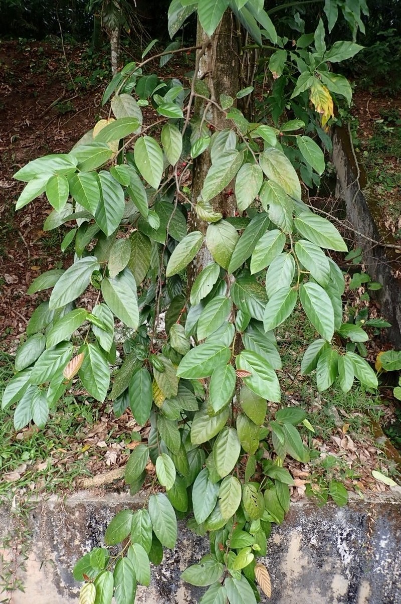 Rooting Fig photo 6
