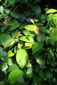 Rooting Fig