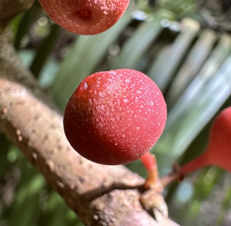 Rooting Fig photo 6