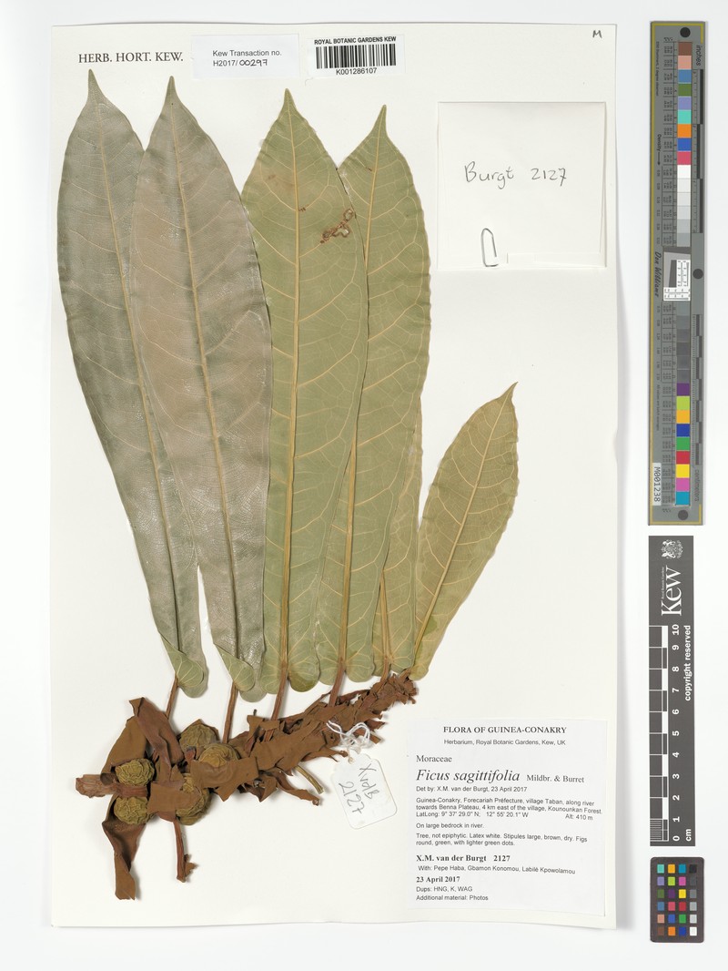 Ficus sagittifolia photo 2
