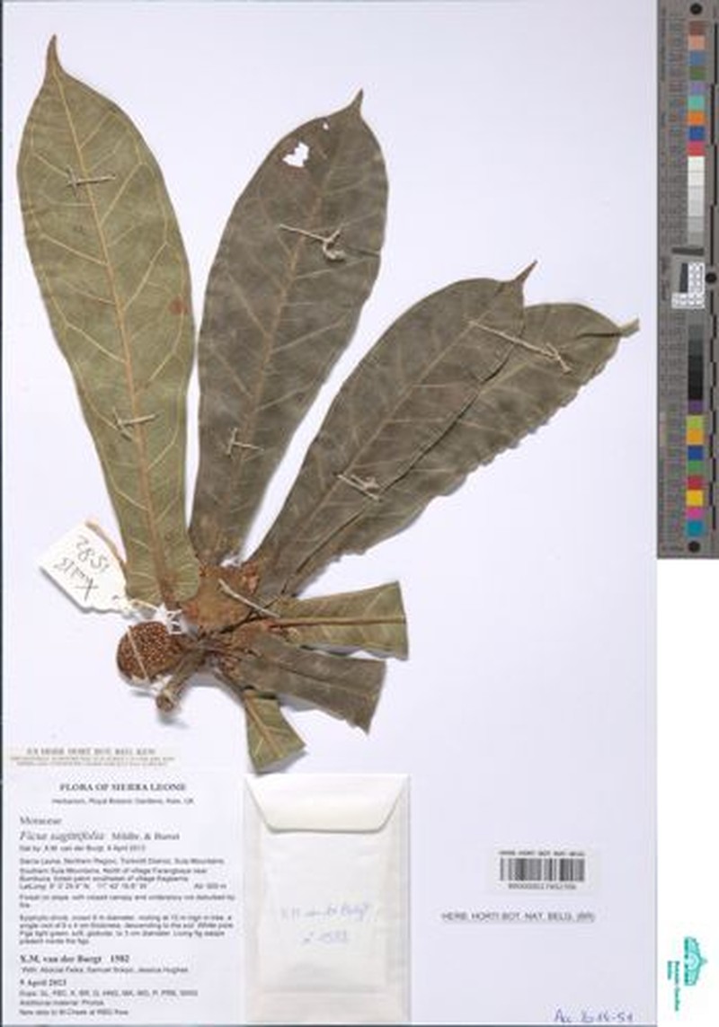 Ficus sagittifolia photo 3