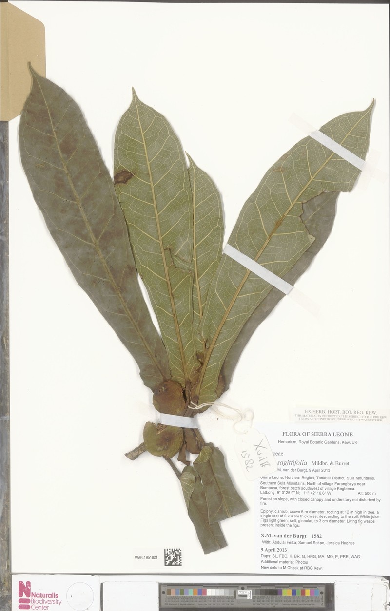 Ficus sagittifolia photo 4