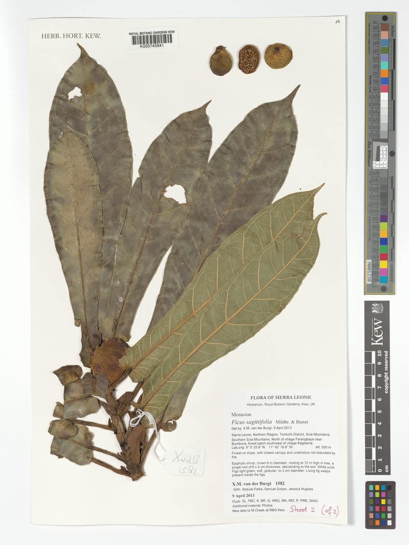 Ficus sagittifolia photo 5