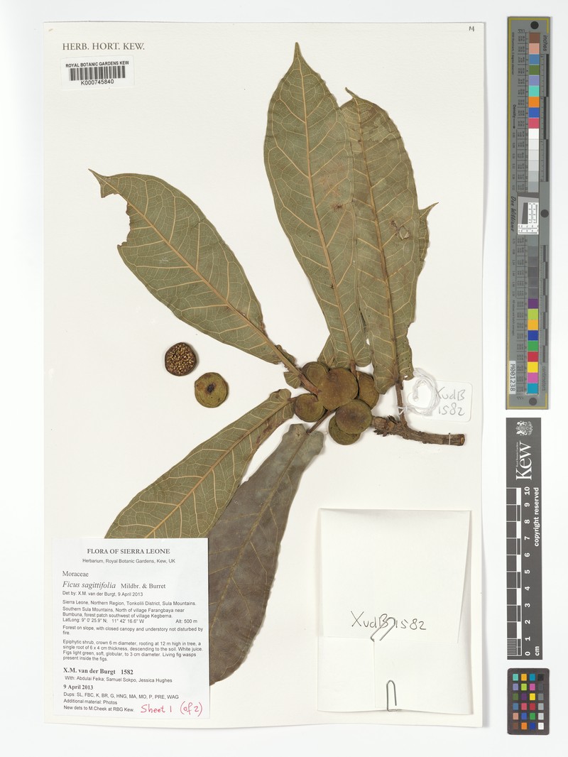 Ficus sagittifolia photo 6