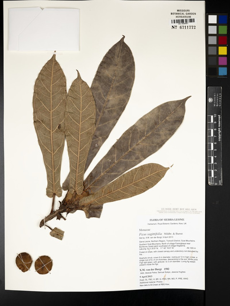 Ficus sagittifolia photo 7