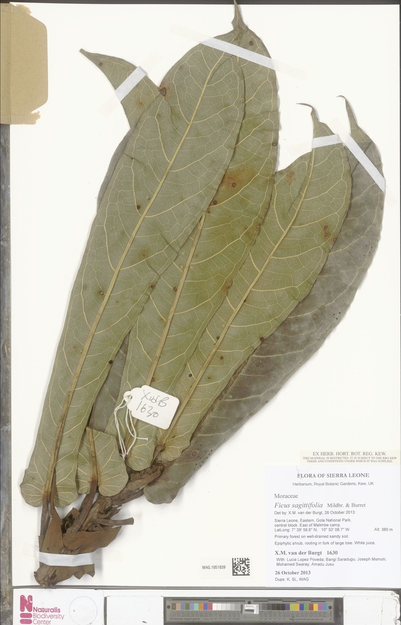 Ficus sagittifolia photo 8