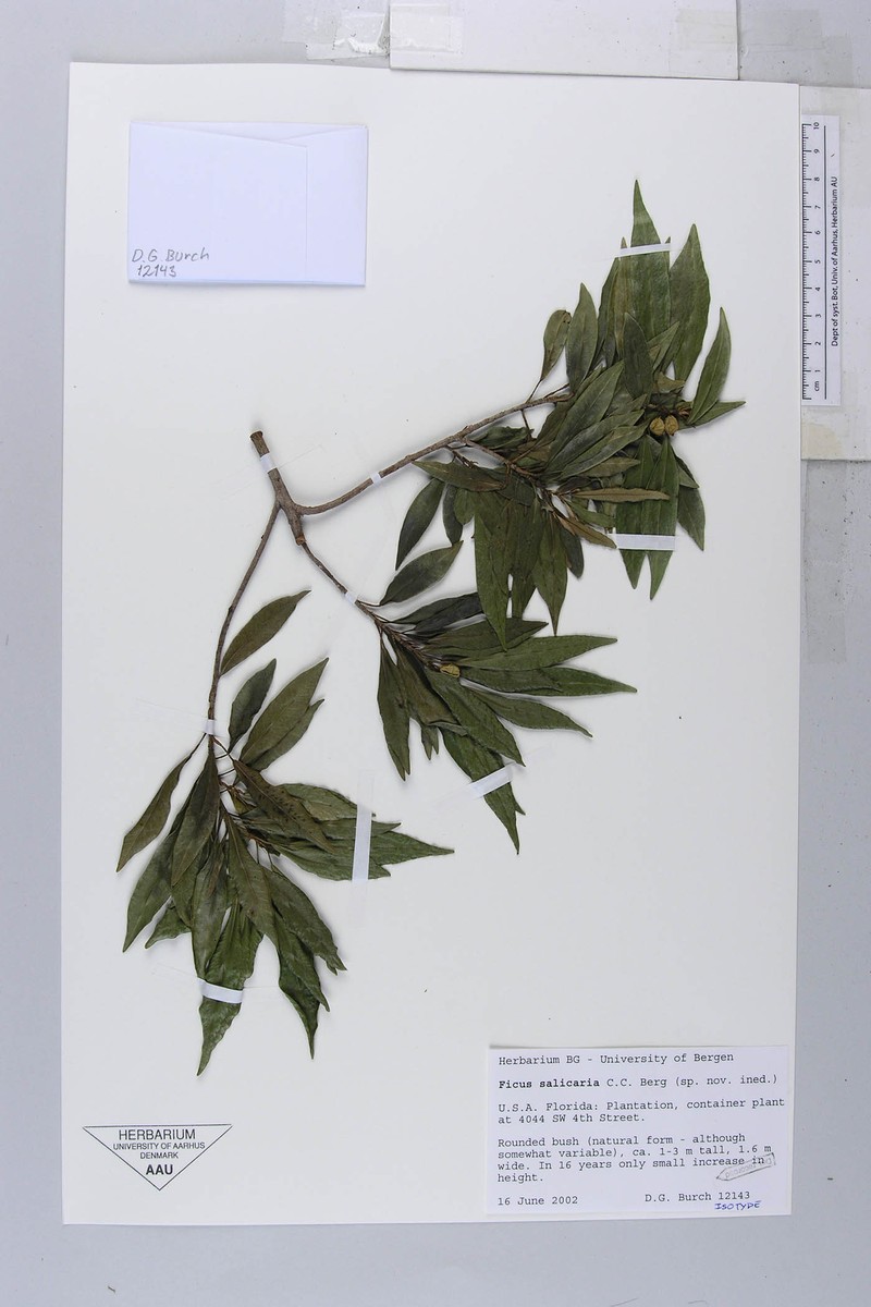 Ficus salicaria photo 2