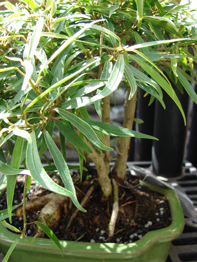 Ficus salicaria