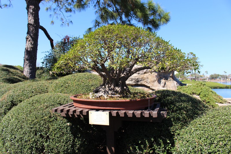 Ficus salicaria photo 3