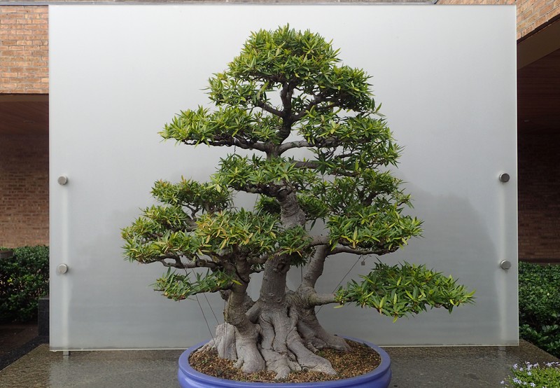 Ficus salicaria photo 5