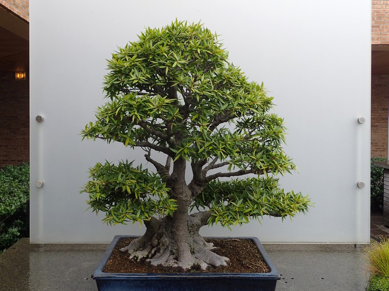 Ficus salicaria photo 6