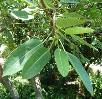 Ficus salicifolia