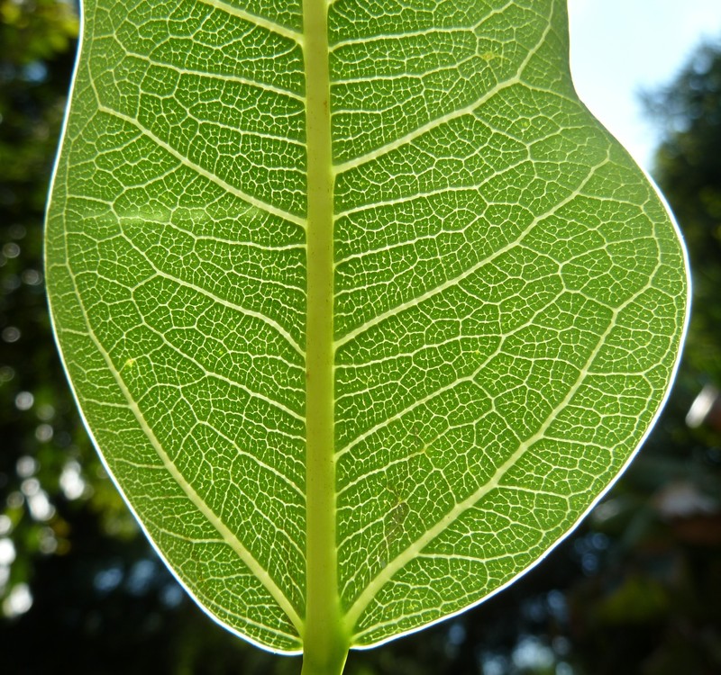 Ficus salicifolia photo 2