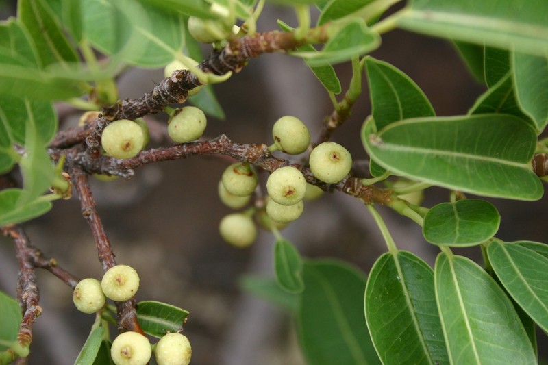 Ficus salicifolia photo 3