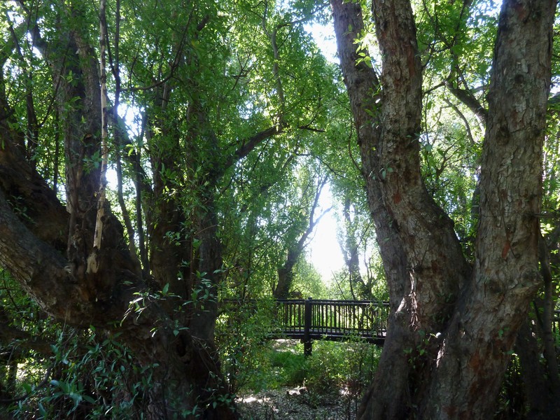Ficus salicifolia photo 4