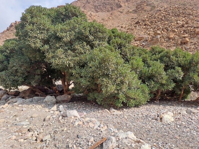 Ficus salicifolia photo 5