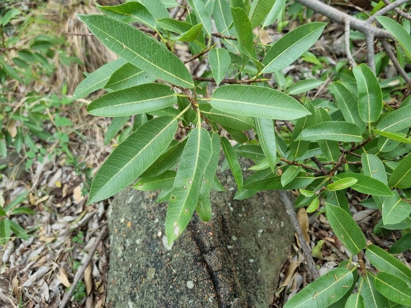 Ficus salicifolia photo 6