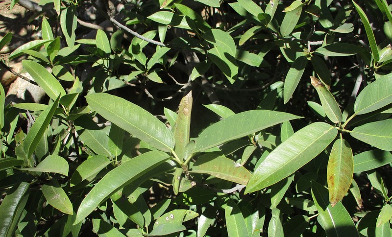 Ficus salicifolia photo 7