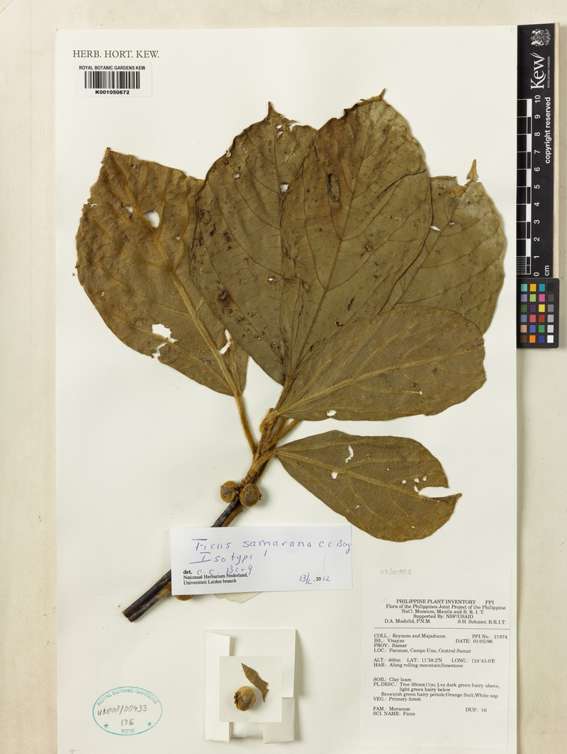 Ficus samarana