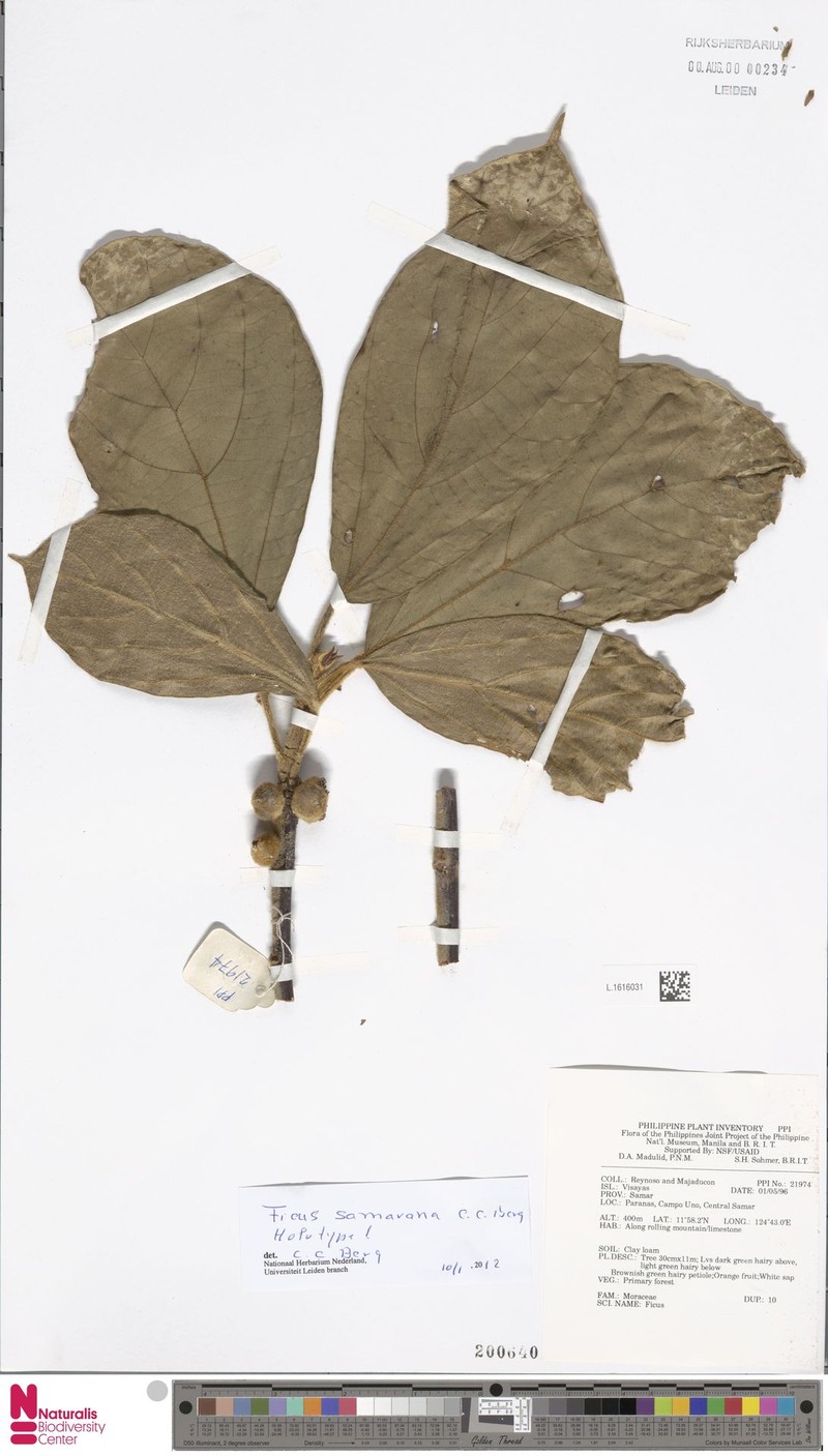 Ficus samarana photo 2