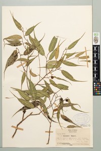 Ficus samoensis